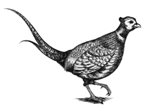 Pheasant Hotel, The